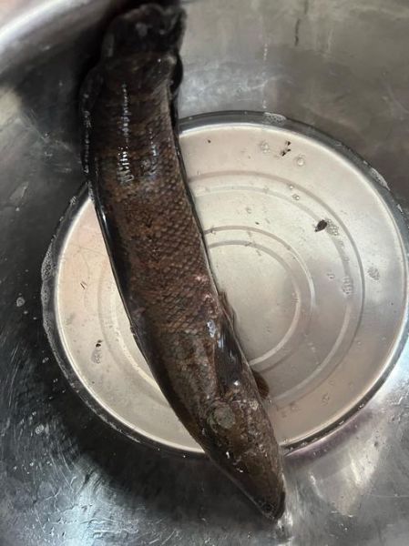 土鱼图片大全_土鱼长什么样