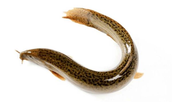 泥鳅迅雷下载_安全吗