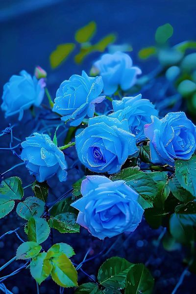 蓝玫瑰图片大全_蓝玫瑰代表什么含义
