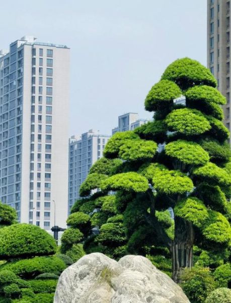 造型树图片大全_如何挑选适合自家庭院的造型树