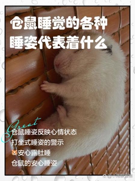 梦到仓鼠是什么意思_仓鼠在梦里代表什么