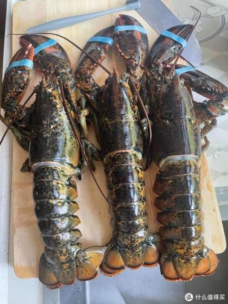 梦到大龙虾是什么意思_梦到大龙虾预示着什么