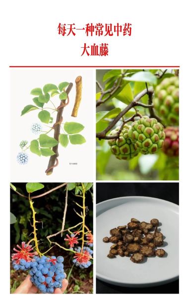 百草图片大全有哪些_如何快速识别常见中草药