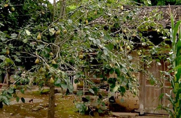 梦到梨树是什么意思_梨树梦境解析