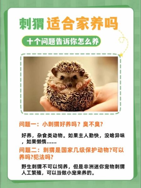 刺猬图片大全_刺猬怎么养