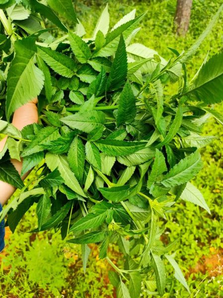 梦到割草是什么意思_割草梦境预示什么