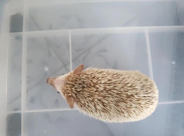 刺猬图片大全_刺猬怎么养
