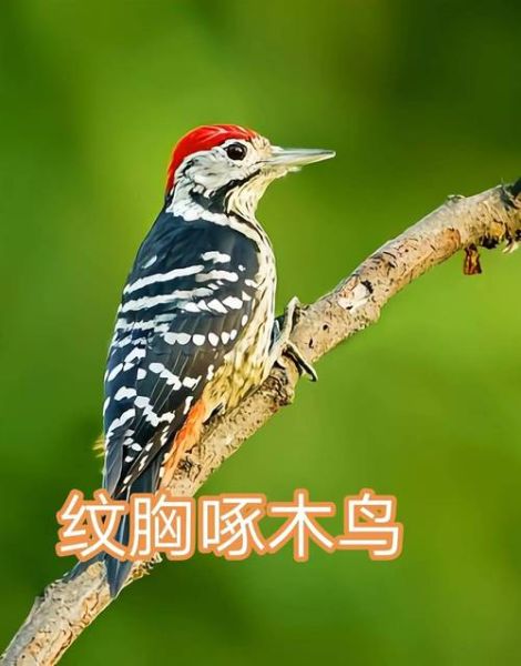 啄木鸟图片大全_如何分辨不同种类啄木鸟