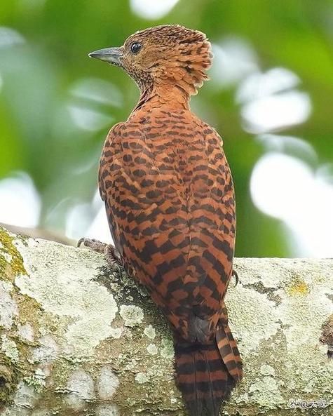 啄木鸟图片大全_如何分辨不同种类啄木鸟