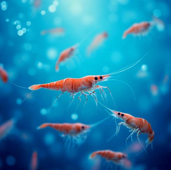 梦到虾是什么意思_梦到虾是吉是凶