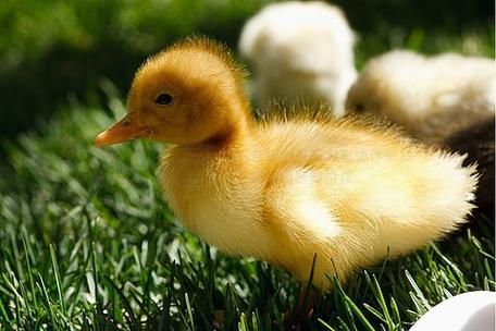 小图片大全哪里找_如何免费下载高清小图