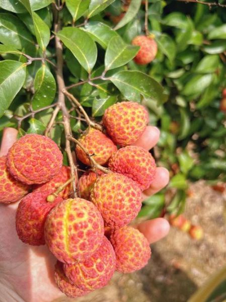 孕妇梦到摘荔枝是什么意思_孕妇梦见摘荔枝生男生女