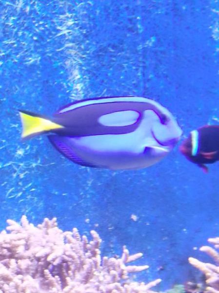 可爱鱼图片大全_哪些鱼最萌