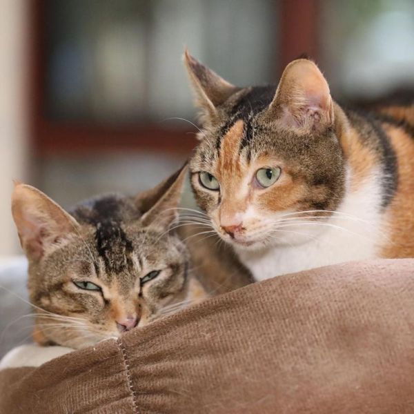 梦到很多猫是什么意思_梦见猫群暗示什么