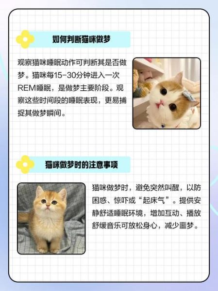 梦到很多猫是什么意思_梦见猫群暗示什么