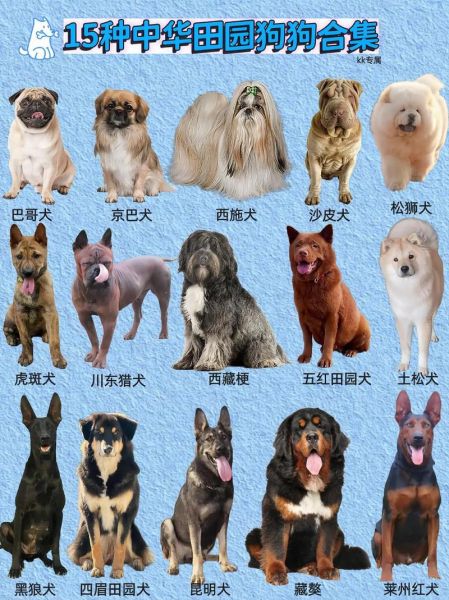 狗狗图片大全哪里找_狗狗图片大全怎么下载