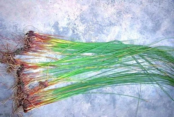 治牙疼的草药图片大全_哪些草药能快速止痛