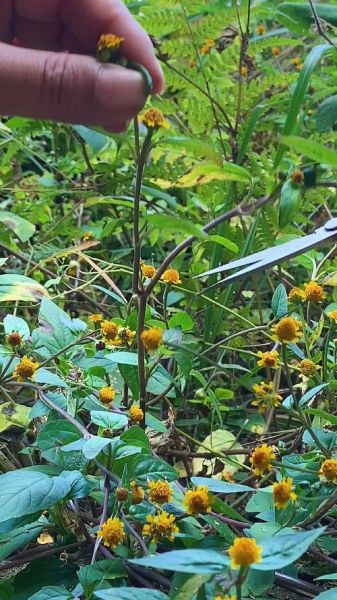 治牙疼的草药图片大全_哪些草药能快速止痛