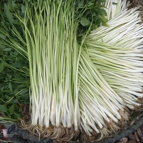 芹菜图片大全_芹菜种类有哪些