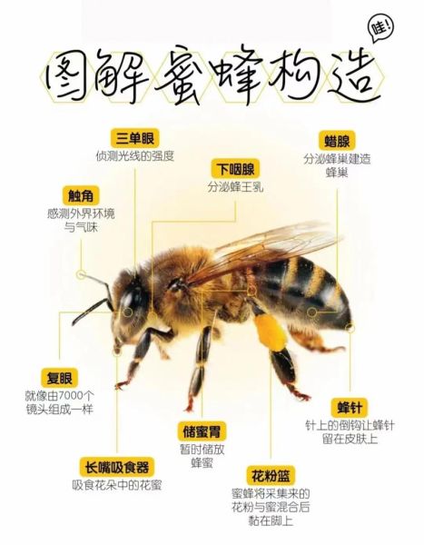 蜜蜂图片大全_如何分辨不同种类蜜蜂
