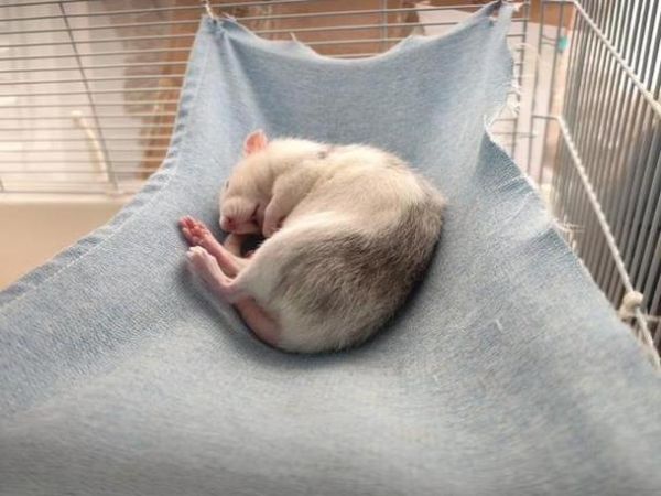 做梦梦到老鼠是什么意思_梦到老鼠是吉兆还是凶兆