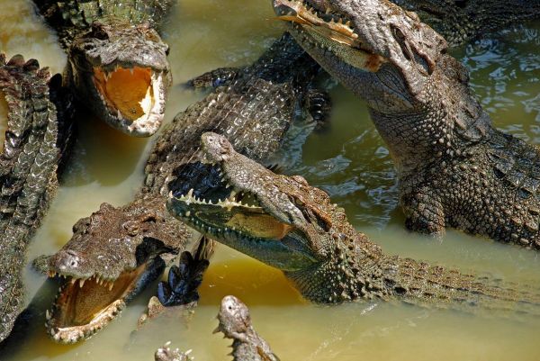 鳄鱼图片大全_鳄鱼种类有哪些