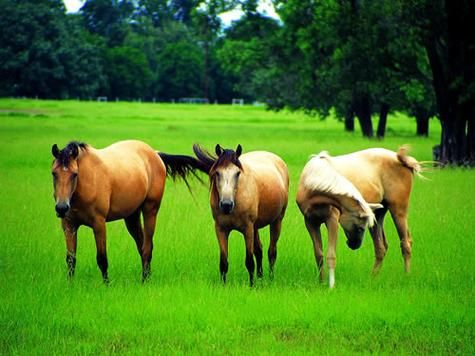 梦到好多马是什么意思_梦见马群奔跑的预兆