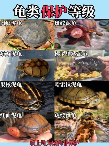 龟图片大全大图_高清龟类图鉴哪里找