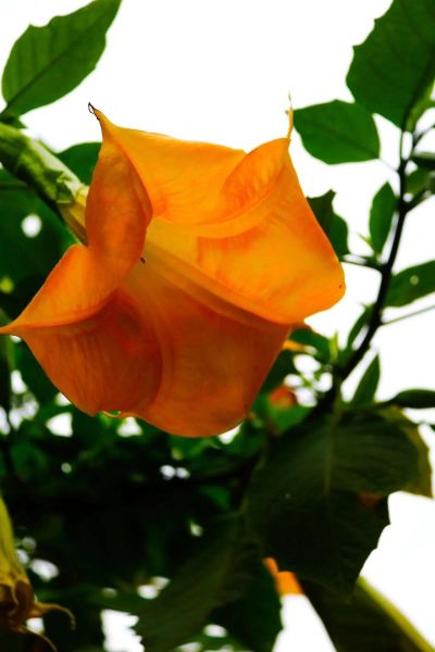 曼陀罗花图片大全_曼陀罗花有毒吗