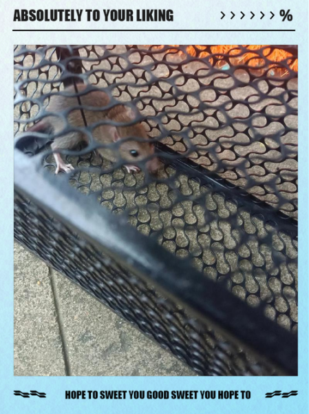 梦到大老鼠是什么意思_梦见大老鼠预示什么