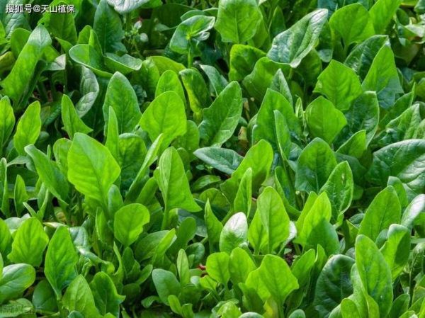 孕妇梦见菠菜是什么意思_孕妇梦到菠菜生男生女