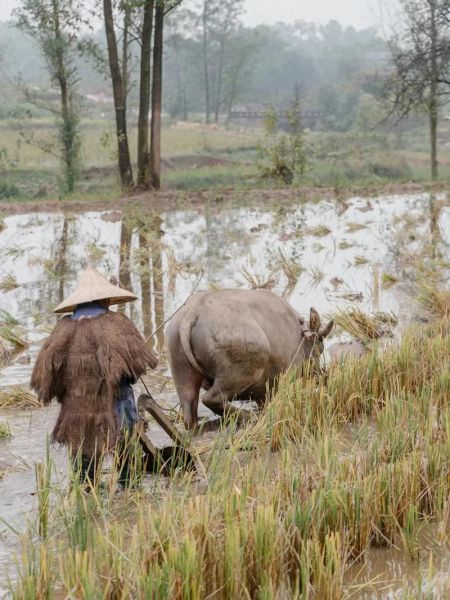 牛的图片大全集_如何挑选高清牛图