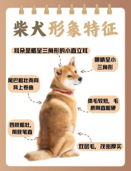 柴狗图片大全_柴犬和柴狗的区别是什么