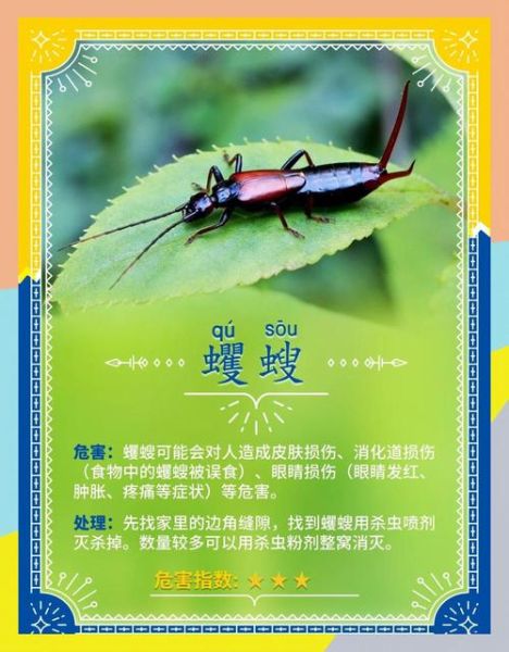 家中常见虫子图片大全_如何快速识别