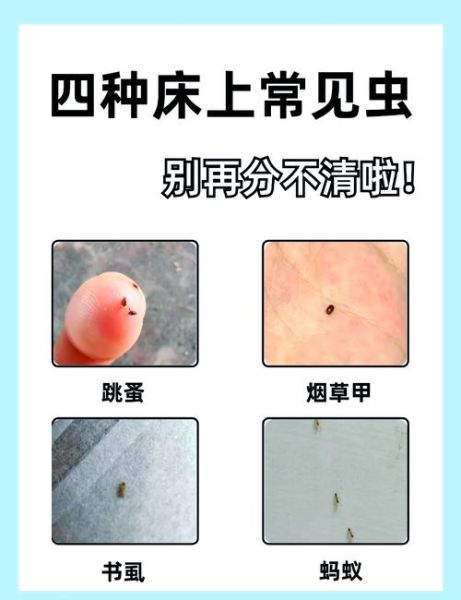 家中常见虫子图片大全_如何快速识别