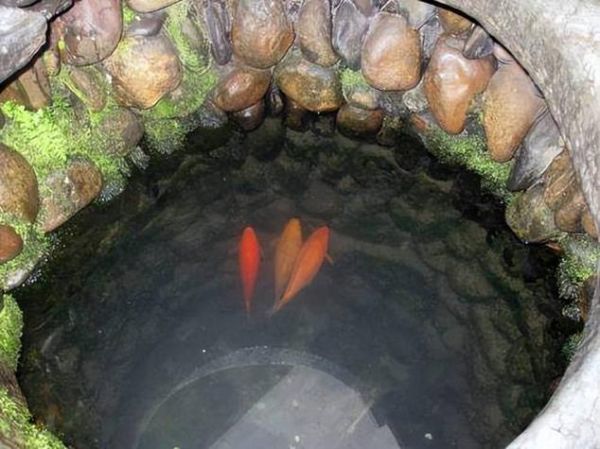 梦到鱼自己跳上岸_是什么意思