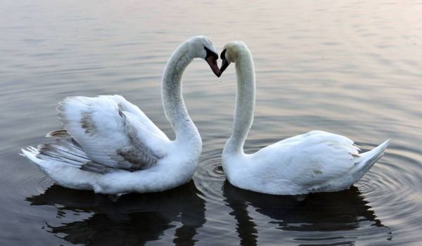 天鹅图片大全大图_如何免费下载高清无水印