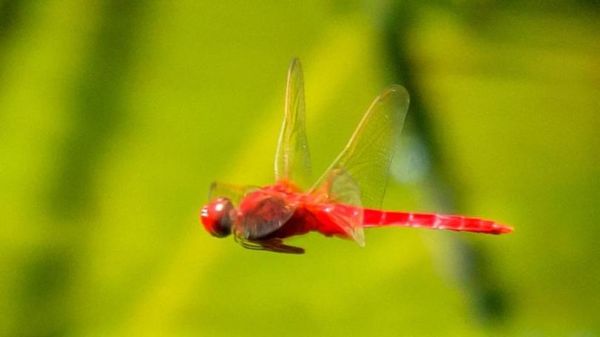 梦到蜻蜓是什么意思_梦见蜻蜓的预兆