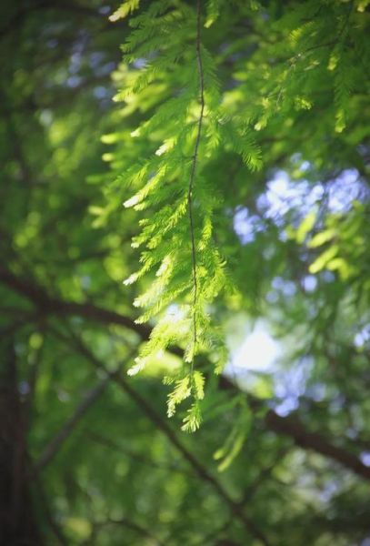 阳光树叶图片大全唯美_如何拍出通透感