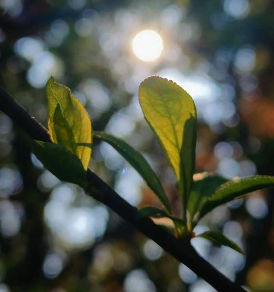 阳光树叶图片大全唯美_如何拍出通透感