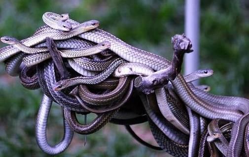 梦到很多蛇是什么意思_如何化解恐惧