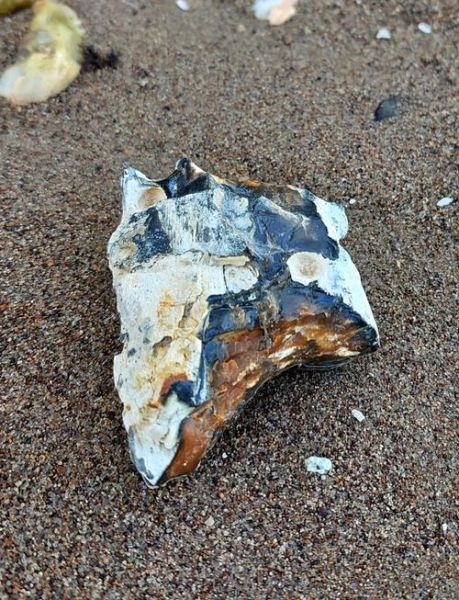 树木化石图片大全_如何鉴别硅化木真假