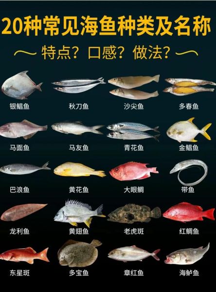 海鱼图片大全大图_如何识别常见海鱼