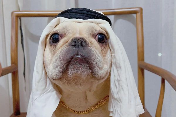 斗牛犬图片大全_如何挑选高清斗牛犬壁纸