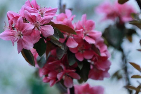 梦到果树开花是什么意思_果树开花梦境解析