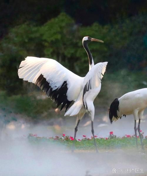 白鹤图片大全_如何分辨白鹤与丹顶鹤