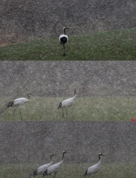 白鹤图片大全_如何分辨白鹤与丹顶鹤