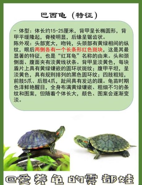 乌龟品种图片大全_如何区分常见宠物龟