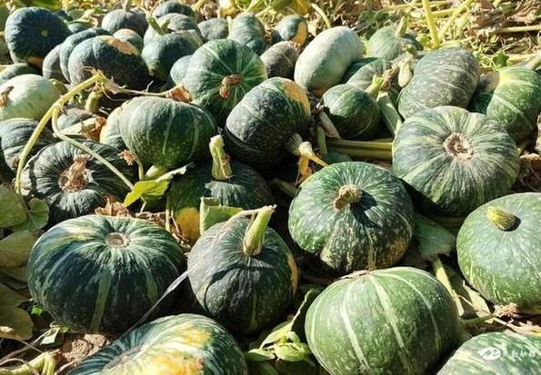 孕妇梦到南瓜是什么意思_孕妇梦见南瓜生男生女