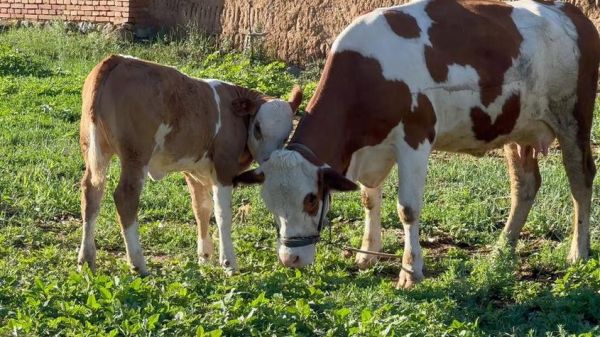 梦到牛打架是什么意思_梦到牛打架预示什么